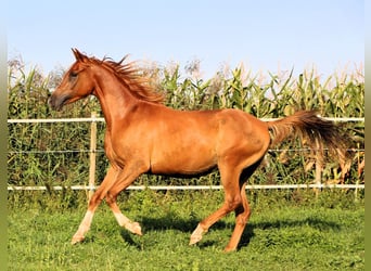 Pura Raza Árabe, Caballo castrado, 3 años, 156 cm, Alazán