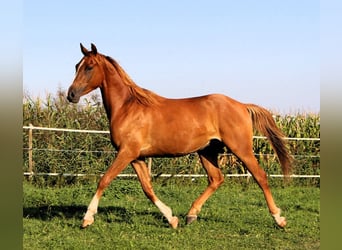 Pura Raza Árabe, Caballo castrado, 3 años, 156 cm, Alazán