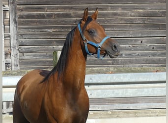 Pura Raza Árabe, Caballo castrado, 3 años, 156 cm, Castaño