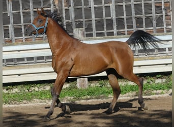 Pura Raza Árabe, Caballo castrado, 3 años, 156 cm, Castaño