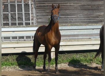 Pura Raza Árabe, Caballo castrado, 3 años, 156 cm, Castaño
