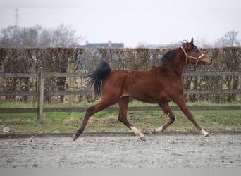 Pura Raza Árabe, Caballo castrado, 3 años, 157 cm, Castaño