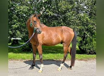 Pura Raza Árabe, Caballo castrado, 3 años, 160 cm, Castaño