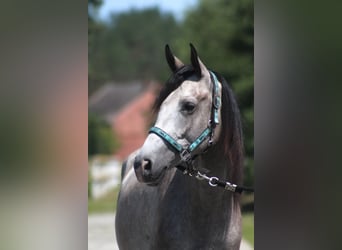 Pura Raza Árabe, Caballo castrado, 3 años, 160 cm, Tordo