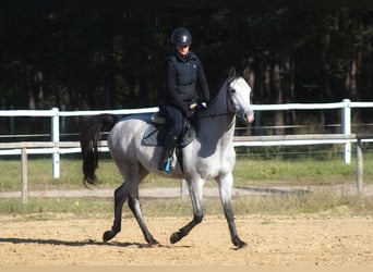 Pura Raza Árabe, Caballo castrado, 3 años, 160 cm, Tordo