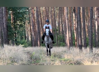 Pura Raza Árabe, Caballo castrado, 3 años, 160 cm, Tordo