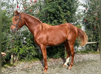 Pura Raza Árabe Mestizo, Caballo castrado, 3 años