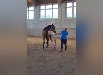 Pura Raza Árabe, Caballo castrado, 3 años