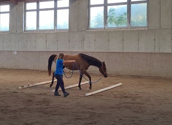 Pura Raza Árabe, Caballo castrado, 3 años