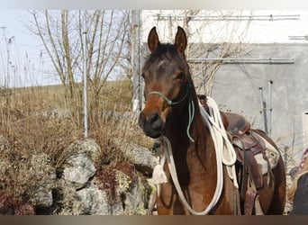 Pura Raza Árabe, Caballo castrado, 3 años