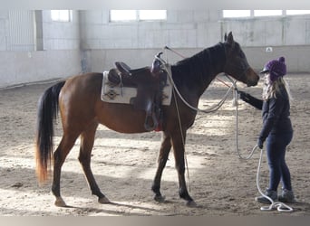 Pura Raza Árabe, Caballo castrado, 3 años