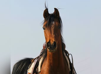 Pura Raza Árabe, Caballo castrado, 3 años, Castaño