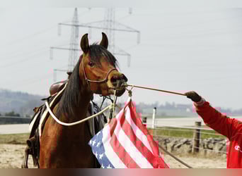 Pura Raza Árabe, Caballo castrado, 3 años, Castaño
