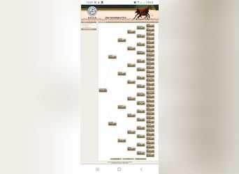 Pura Raza Árabe, Caballo castrado, 4 años, 145 cm, Castaño