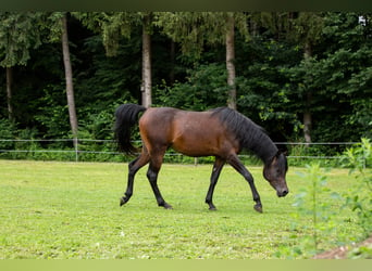 Pura Raza Árabe, Caballo castrado, 4 años, 150 cm, Castaño oscuro