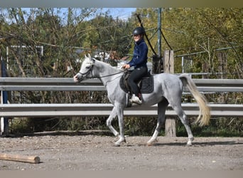 Pura Raza Árabe, Caballo castrado, 4 años, 150 cm, Tordo picazo