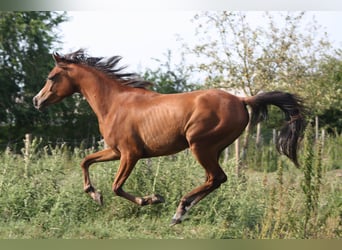 Pura Raza Árabe, Caballo castrado, 4 años, 152 cm, Castaño