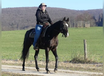 Pura Raza Árabe, Caballo castrado, 4 años, 152 cm, Negro