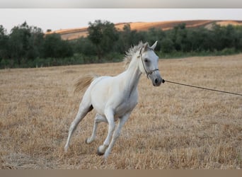 Pura Raza Árabe, Caballo castrado, 4 años, 152 cm, Tordo