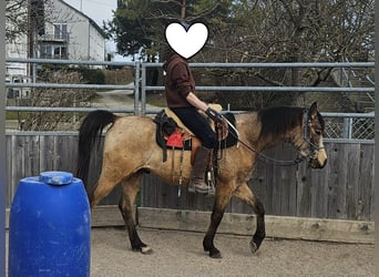 Pura Raza Árabe, Caballo castrado, 4 años, 153 cm, Buckskin/Bayo