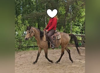 Pura Raza Árabe, Caballo castrado, 4 años, 153 cm, Buckskin/Bayo