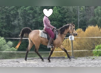 Pura Raza Árabe, Caballo castrado, 4 años, 153 cm, Buckskin/Bayo