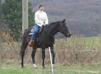 Pura Raza Árabe, Caballo castrado, 4 años, 153 cm, Castaño oscuro