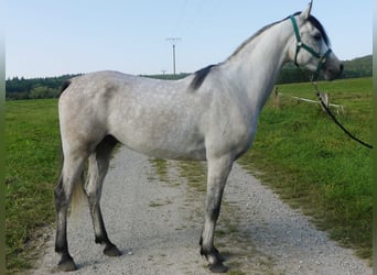 Pura Raza Árabe, Caballo castrado, 4 años, 153 cm, Tordo