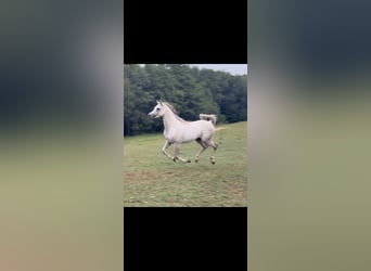 Pura Raza Árabe, Caballo castrado, 4 años, 154 cm, Tordo
