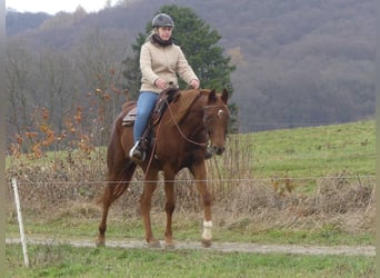 Pura Raza Árabe, Caballo castrado, 4 años, 155 cm, Alazán