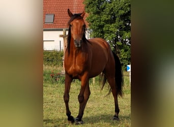 Pura Raza Árabe, Caballo castrado, 4 años, 155 cm, Castaño