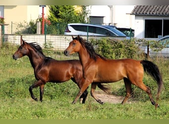 Pura Raza Árabe, Caballo castrado, 4 años, 155 cm, Castaño