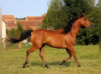 Pura Raza Árabe, Caballo castrado, 4 años, 155 cm, Castaño