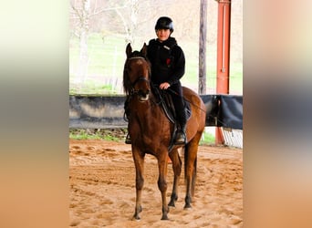 Pura Raza Árabe, Caballo castrado, 4 años, 155 cm, Castaño