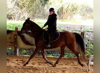 Pura Raza Árabe, Caballo castrado, 4 años, 155 cm, Castaño