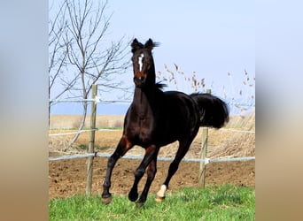 Pura Raza Árabe, Caballo castrado, 4 años, 155 cm, Castaño oscuro