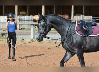 Pura Raza Árabe, Caballo castrado, 4 años, 155 cm, Tordo