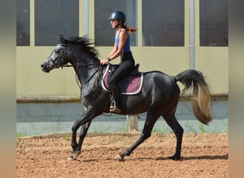Pura Raza Árabe, Caballo castrado, 4 años, 155 cm, Tordo