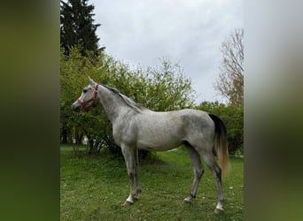 Pura Raza Árabe, Caballo castrado, 4 años, 155 cm, Tordo