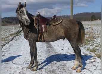 Pura Raza Árabe, Caballo castrado, 4 años, 156 cm, Tordo