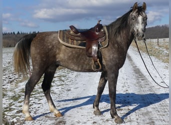 Pura Raza Árabe, Caballo castrado, 4 años, 156 cm, Tordo