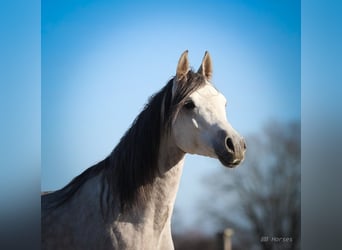 Pura Raza Árabe, Caballo castrado, 4 años, 156 cm, Tordo