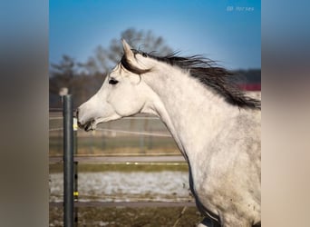 Pura Raza Árabe, Caballo castrado, 4 años, 156 cm, Tordo