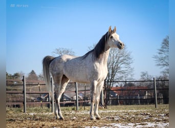 Pura Raza Árabe, Caballo castrado, 4 años, 156 cm, Tordo