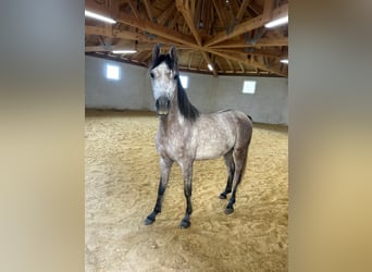 Pura Raza Árabe, Caballo castrado, 4 años, 156 cm, Tordo rodado