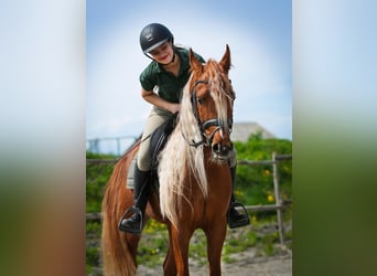 Pura Raza Árabe, Caballo castrado, 4 años, 160 cm, Alazán