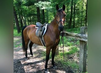 Pura Raza Árabe, Caballo castrado, 5 años, 142 cm, Alazán-tostado