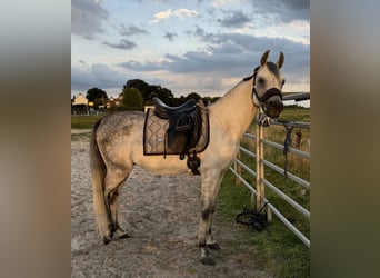 Pura Raza Árabe, Caballo castrado, 5 años, 148 cm, Tordo rodado