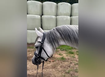 Pura Raza Árabe, Caballo castrado, 5 años, 148 cm, Tordo rodado