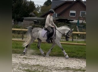 Pura Raza Árabe, Caballo castrado, 5 años, 148 cm, Tordo rodado